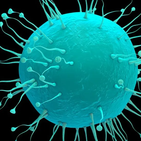 Nipah Virus Infection